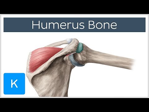 Humerus Bone - Anatomy, Definition & Function - Human Anatomy | Kenhub