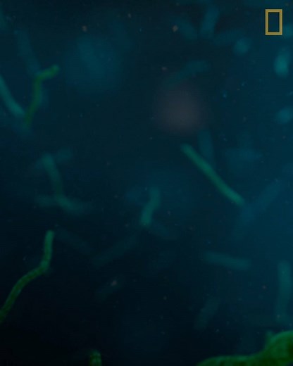 78K views · 300 reactions | 11 billion years ago, our universe was a chaotic, stellar nursery. A few things have changed since then. | National Geographic TV | Facebook