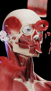 🧐 Explore the Dynamics of Head Muscles with an Exploded View 🧐 Dive deep into the anatomy of the head through a stunning exploded view that highlights each muscle. Learn about the crucial roles these muscles play in facial expressions, chewing, and speech. Understand the intricacies that allow us to communicate and express emotions. Perfect for anatomy enthusiasts, medical students, and anyone curious about how our facial features function. #HeadMuscles #FacialAnatomy #MedicalEducation #SciePr