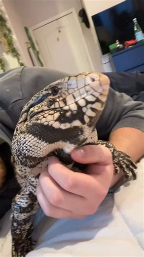 BLUE THE TEGU on Instagram: "VOLUME UP 🔊⬆️ . This is one of my all-time favorite videos of blue! . . . . . #reptilesofinstagram #tegu #argentineblackandwhitetegu #exoticpets #cute"