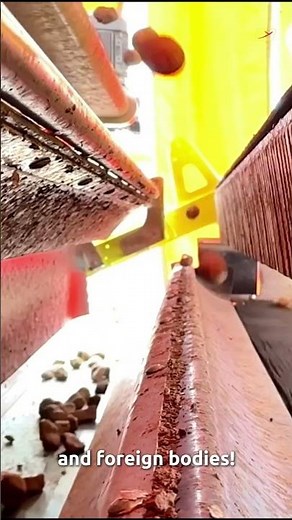 Potato Sorting Made Easy with Ingenuity🥔 | RAYTEC VISION SpA