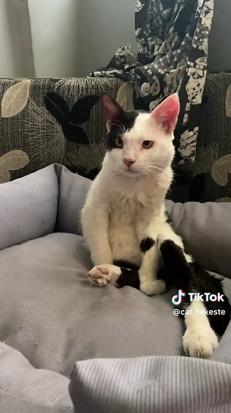 @1bamle_19 እንኳን ደስ አለህ! @SASU nice to meet you! #ተከስተthecat #catvlog #funnypet #celebritycat