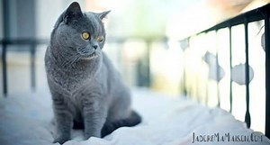 Quelle protection balcon chat sans percer à choisir ?