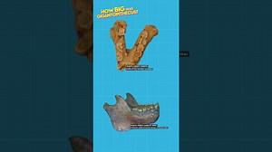 How Gigantic Was Gigantopithecus? The Truth About Earth’s Largest Ape