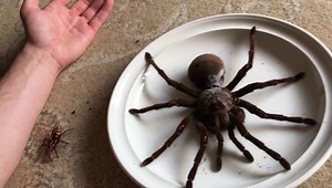 Goliath Birdeater: The Largest Spider In The World