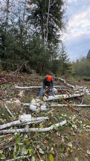 Watch Timberjack makes rolling and cutting logs easier on Amazon Live