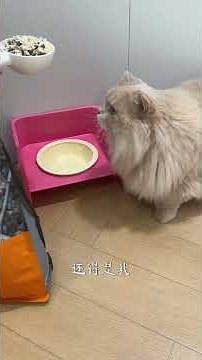 这种“大卡车”见过吗?我家有两只! #C3帕缇朵 #帕缇朵c3猫粮 #多猫家庭就选C3猫粮