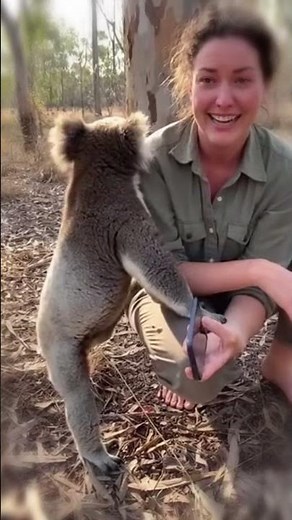 The Koala Never Forgot Her Savior 💖