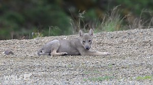 Today for #WolfAwarenessWeek, award-winning wildlife photographer and #CaptureCoexistence Ambassador, Sarah Killingsworth, champions wolves' crucial role in ecosystems and the #ecotourism benefits they bring. Read as she emphasizes the importance of responsible and ethical photography practices to ensure wildlife’s well-being. “Wolves play a key role in healthy ecosystems. They have intrinsic value for their role in our planet’s health and their lives also have economic value as a catalyst for e