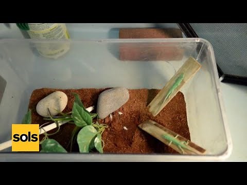 Lizard Tail Regeneration