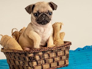 Mini Pug: A Complete Guide To This Small Pug Breed - The Goody Pet