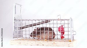 House mouse caught in live capture mouse trap. A cute little rodent on a white background. Human way to catch a mouse in box trap. Lab, laboratory mouse.