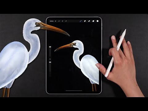 The Best Procreate Technique for Drawing Realistic Animals and Birds