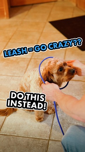 777K views · 10K reactions | Many people struggle with a dog who goes...