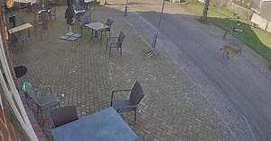 Hoe een wolf de Maas overstak, poepte in Heumen en wandelaars liet schrikken op weg naar Nijmegen