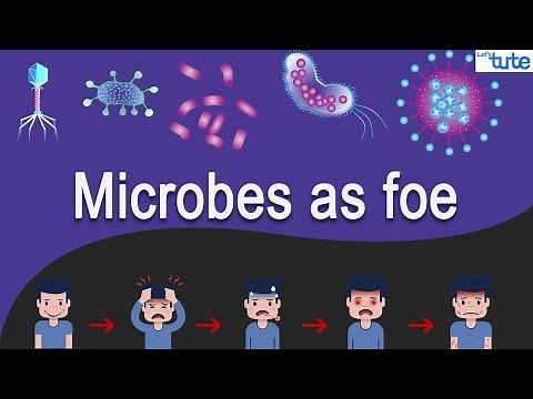 Micro-Organism and its Types | Biology | Letstute