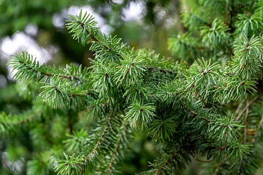 How to Identify 8 Common North American Fir Trees