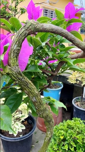 Secrets to Perfect Bougainvillea Bonsai