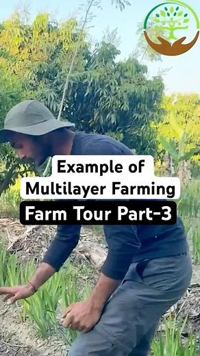 "Example of Multilayer Farming | Sustainable Agriculture" | Bhoomi Natural Farm | Food Forest |
