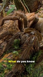 6.4K reactions · 667 shares | Goliath Birdeater Spider!! | Fairly Odd Facts | Facebook