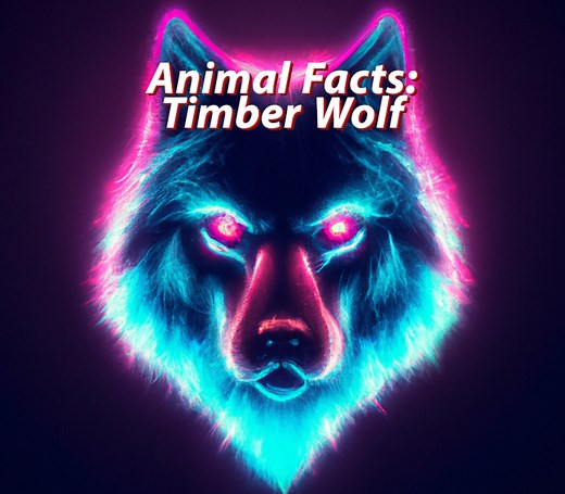 10 Interesting Timber Wolf Facts