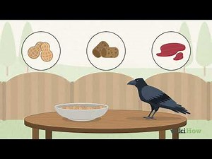 How to Attract Crows