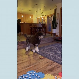 254K views · 1.7K reactions | Testing New Buttons With Bunny The Talking Dog! | Whataboutbunny | Facebook