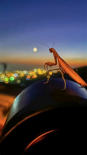 57K views · 1.1K reactions | Every image tells a story. From vibrant communities to powerful acts of service, these award-winning photos capture the heart of Rotary in action around the world ✨ See the full story and all the winning photos here: https://on.rotary.org/45hxced | Rotary International | Facebook