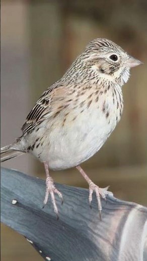 Vesper Sparrow Bird Song Video: Bird Call Nature Sound Effect