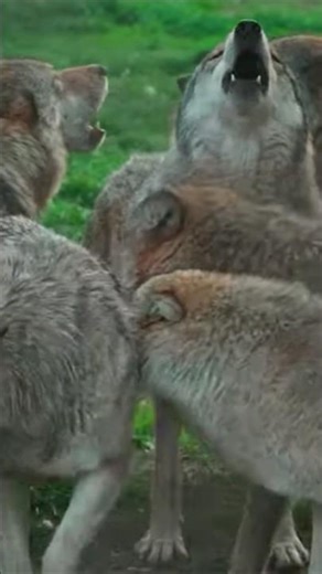 Howling Wolves 🐺 Wolf Pack Sounds in the Forest | Sunetele Lupilor în Haita