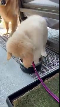 The World’s Smallest Puppy Pool: Adorable and Fun