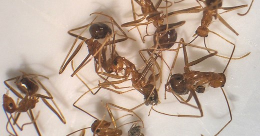 Formic Acid Facts, Dangers, and Uses in Nature and in Humans