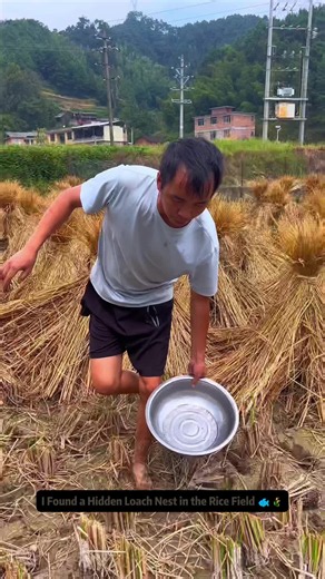 Hidden loach nest in the rice field