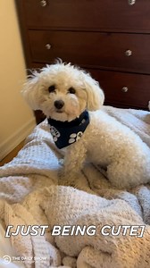 96K views · 1K reactions | The dogs of The Daily Show have a special announcement: TDS dogs merch is available now! All ViacomCBS proceeds go to Best Friends Animal Society, who rescue pets across the country. https://bit.ly/3hrG74u | The Daily Show | Facebook