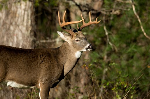 Kentucky Hunting License: What You Need to Know Before You Go