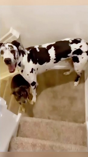 Funny Dogs Compilation | Hilarious and Adorable Dog Videos 🤣🐶