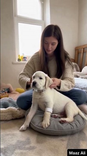 Heartwarming Rescue: From Injured Puppy to Joyful Labrador #animal #doglovers
