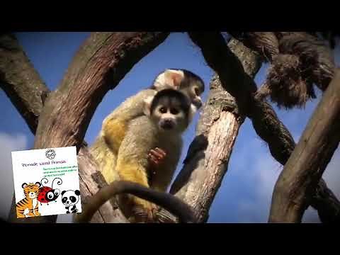 Remade World Animals Sneak Peek