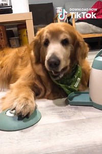 "We got him this machine to feed himself, I think he overdoes it!" 😂😂 TikTok | Go Fetch