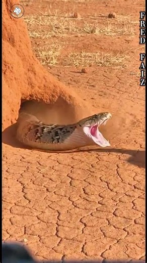 Snake Almost Takes the Prey — Mongoose Saves It in #ytshorts #animalworld #animalreaction