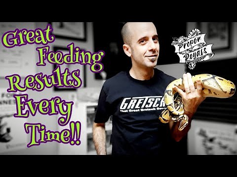 Proven Tip: Get Your Ball Python to Eat Thawed Rats Every Time