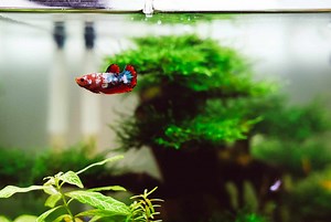 Creating the Perfect Haven for Your Betta Fish: A Thoughtful Guide to Tank Setup