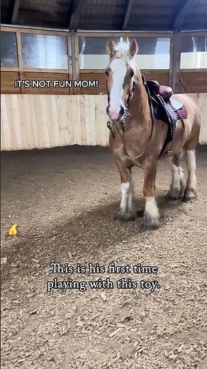 Watch My Horse's Hilarious Antics!#horse #funnyanimal #farm #farmanimalct #funnyhorse #horsegirl
