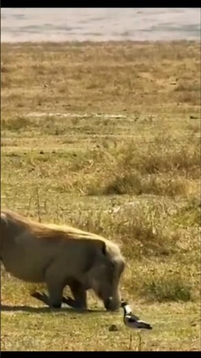 The Wild Secrets of the Common Warthog