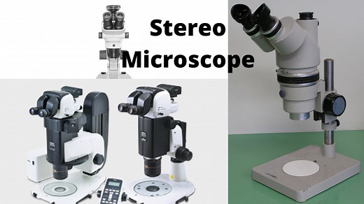 Stereo Microscope: Uses, Advantages, and Disadvantages  • Microbe Online