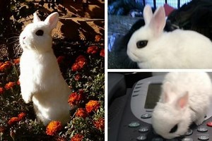 The Dwarf Hotot Rabbit: Cuteness You Can Hold in One Hand