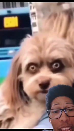 Dog with scary eyes or a Skinwalker?! You decide! 😱 #fyp #fypシ #foryou #viral #scary #horror #creepy #horrors #horrortok #horrortiktok #horrorvideos #horrorvideo #horrorvids #viralvideo #viraltiktok #foryoupage #scaryvideos #scarytok #scarytiktok #scaryvideo #scaryvids #creepytiktok #creepyvideos #viral #creepytok #creepyvideo #paranormal #paranormalactivity #paranormaltiktok #paranormalvideos #reaction #reactions #reactionvids #reactionvideo #reactionvideos #reactiontiktok #reacting #reacts