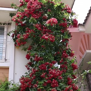 41K views · 2.6K reactions | In this video we'll see talk everything about a profuse bloomer Rangoon vine. Top 5 flowering vines for Summers/Monsoon https://fb.watch/527HbiCT5S/ | Backyard Gardening | Facebook