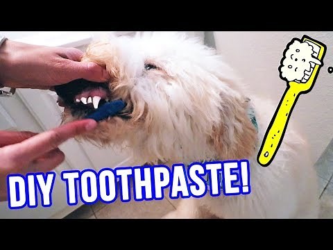 Homemade DOG Toothpaste ⭐ ONLY 2 Ingredients ⭐ Natural, Safe & YUMMY!