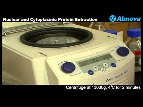 Nuclear and Cytoplasmic Protein Extraction